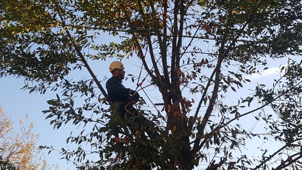 Gli alberi sani non dovrebbero essere potati