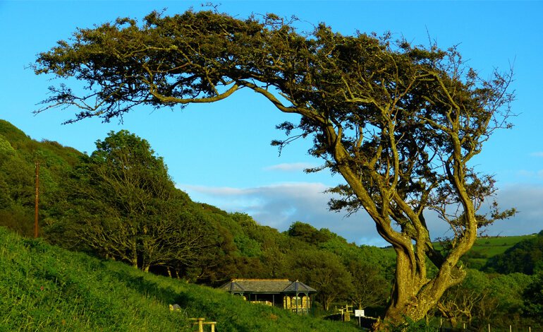 L’albero non si oppone al vento: lo asseconda. 