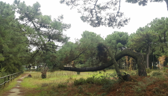 Pinus spina